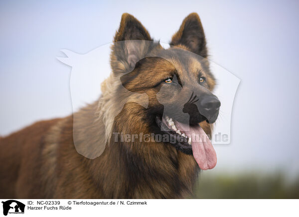 Harzer Fuchs Rde / NC-02339