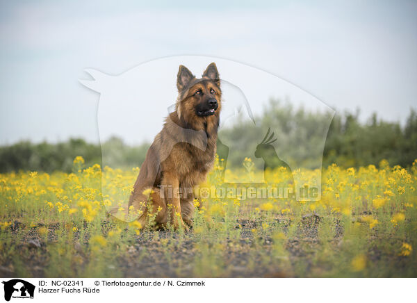 Harzer Fuchs Rde / NC-02341