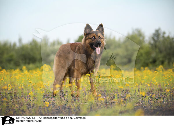 Harzer Fuchs Rde / NC-02342