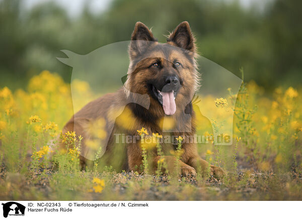 Harzer Fuchs Rde / NC-02343