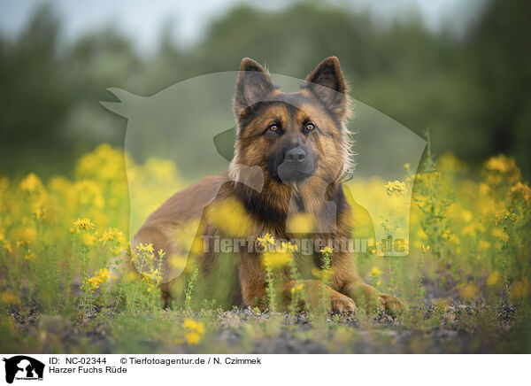 Harzer Fuchs Rde / NC-02344