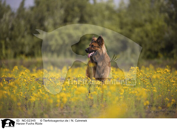 Harzer Fuchs Rde / NC-02345