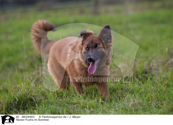 Harzer Fuchs im Sommer / JM-09483