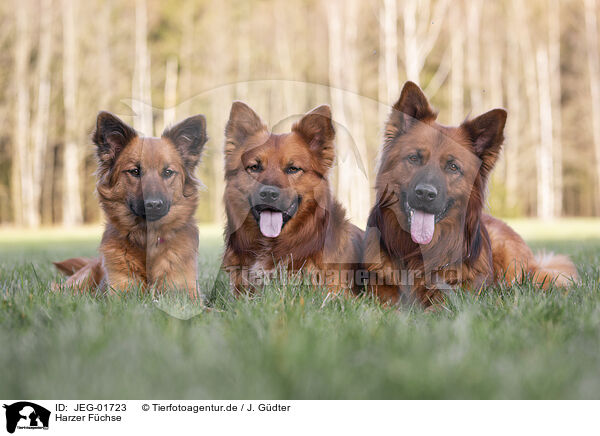 Harzer Fchse / Harz Foxes / JEG-01723