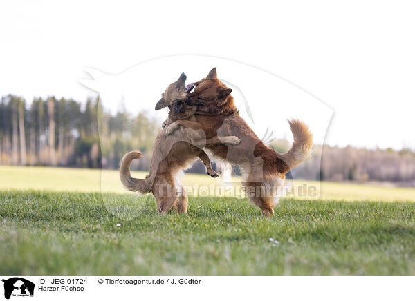 Harzer Fchse / Harz Foxes / JEG-01724