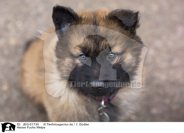 Harzer Fuchs Welpe / Harz Fox Puppy / JEG-01730