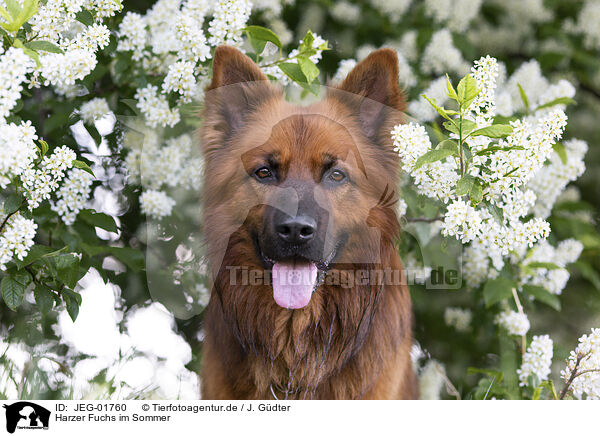 Harzer Fuchs im Sommer / JEG-01760