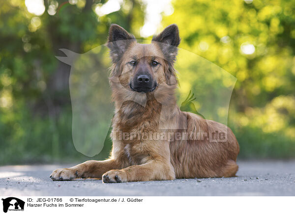 Harzer Fuchs im Sommer / JEG-01766