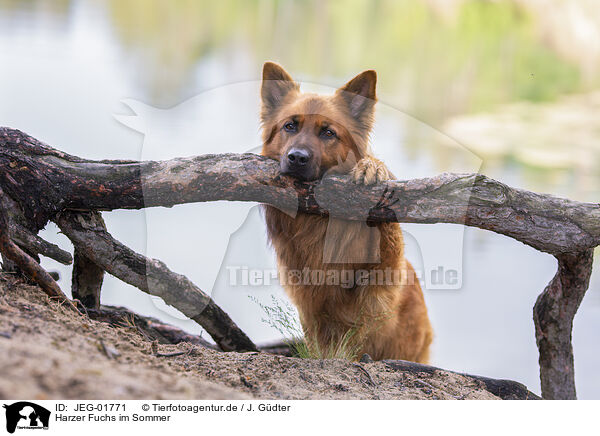 Harzer Fuchs im Sommer / Harz Fox in summer / JEG-01771