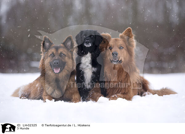 3 Hunde / LH-02325