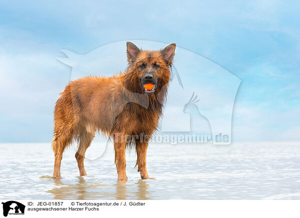 ausgewachsener Harzer Fuchs / JEG-01857