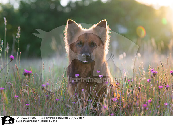 ausgewachsener Harzer Fuchs / JEG-01888