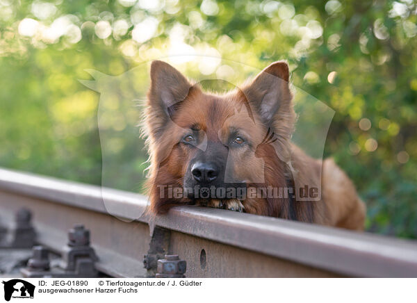 ausgewachsener Harzer Fuchs / adult Harz Fox / JEG-01890