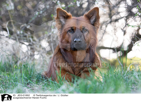 ausgewachsener Harzer Fuchs / JEG-01892