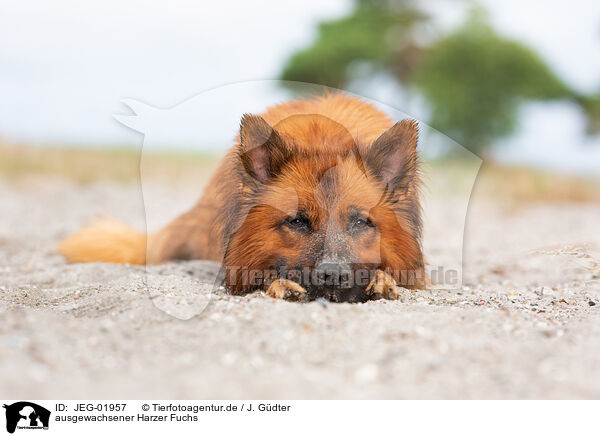 ausgewachsener Harzer Fuchs / JEG-01957