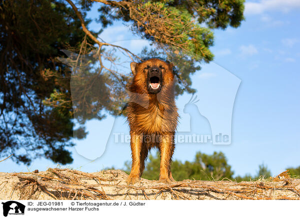 ausgewachsener Harzer Fuchs / adult Harz Fox / JEG-01981