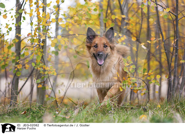 Harzer Fuchs / Harz Fox / JEG-02082