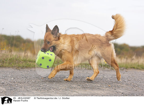 Harzer Fuchs / JEG-02087