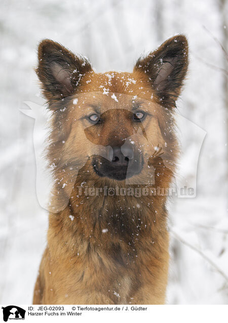 Harzer Fuchs im Winter / Harz Fox in winter / JEG-02093