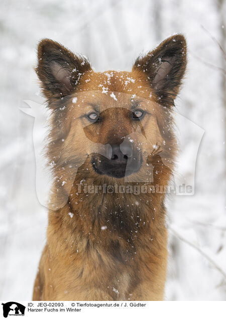 Harzer Fuchs im Winter / JEG-02093