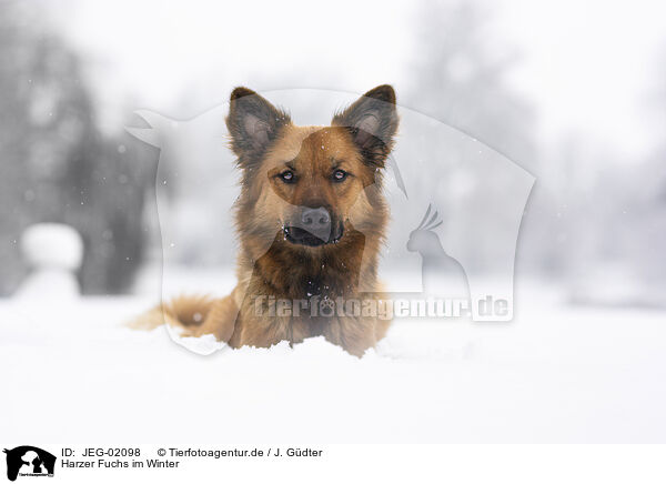 Harzer Fuchs im Winter / Harz Fox in winter / JEG-02098