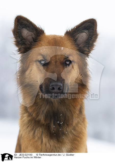 Harzer Fuchs im Winter / JEG-02100