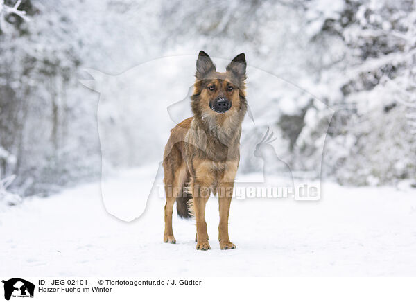 Harzer Fuchs im Winter / Harz Fox in winter / JEG-02101