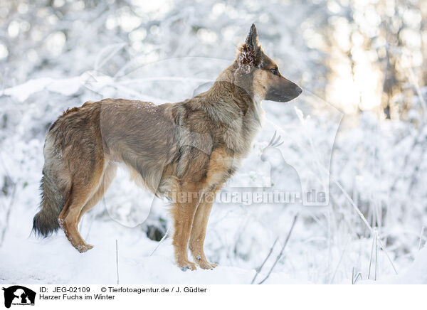 Harzer Fuchs im Winter / Harz Fox in winter / JEG-02109