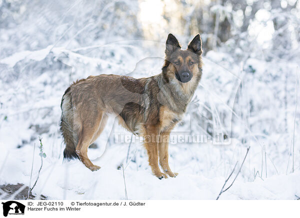 Harzer Fuchs im Winter / JEG-02110