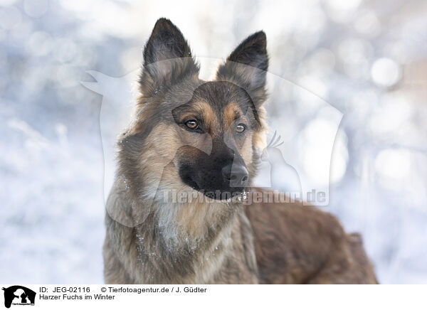 Harzer Fuchs im Winter / Harz Fox in winter / JEG-02116