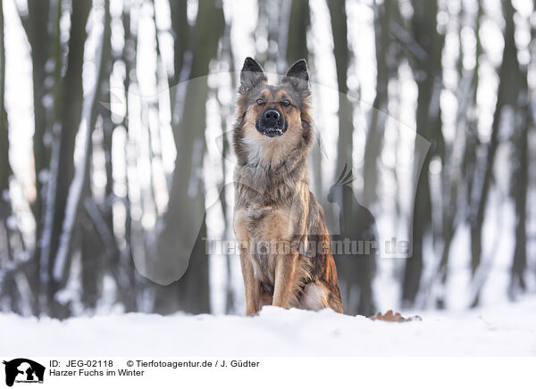 Harzer Fuchs im Winter / Harz Fox in winter / JEG-02118