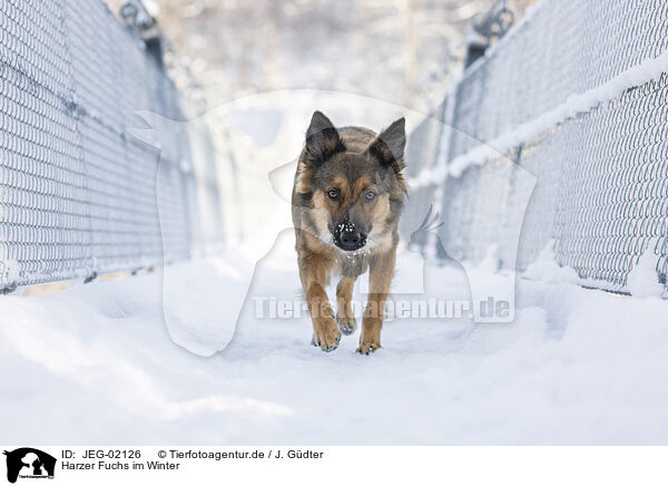 Harzer Fuchs im Winter / JEG-02126