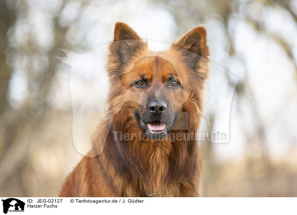 Harzer Fuchs / JEG-02127
