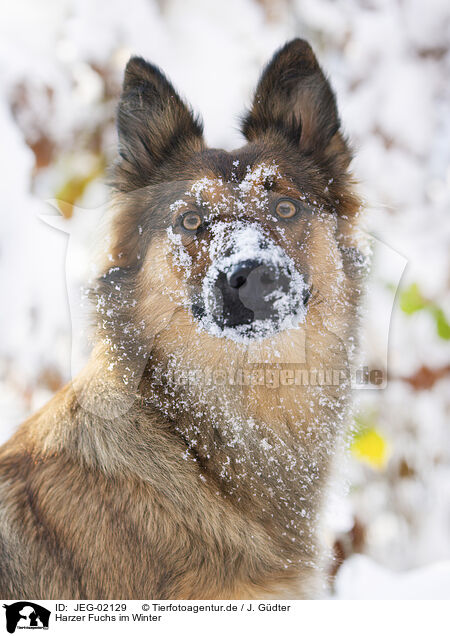 Harzer Fuchs im Winter / Harz Fox in winter / JEG-02129