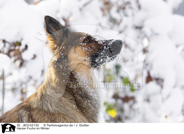 Harzer Fuchs im Winter / Harz Fox in winter / JEG-02130