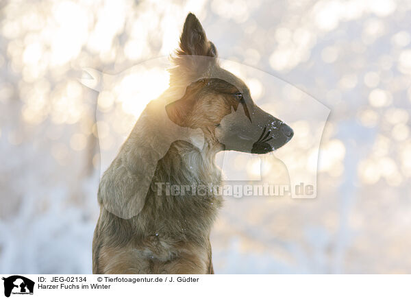 Harzer Fuchs im Winter / JEG-02134