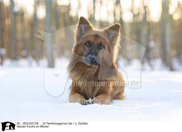 Harzer Fuchs im Winter / Harz Fox in winter / JEG-02139