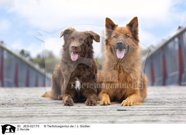 2 Hunde / 2 dogs / JEG-02170