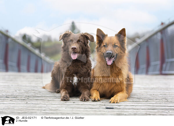 2 Hunde / 2 dogs / JEG-02171