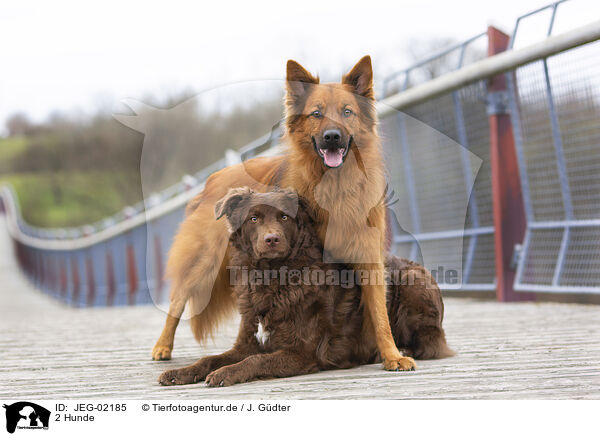 2 Hunde / 2 dogs / JEG-02185