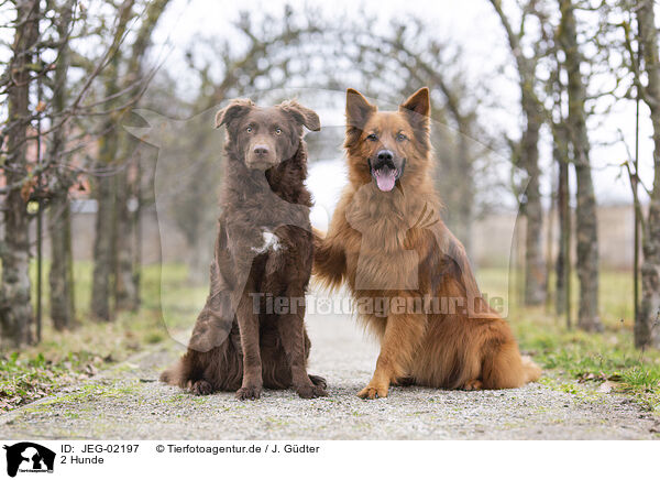2 Hunde / 2 dogs / JEG-02197