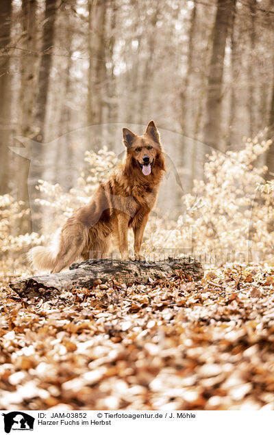 Harzer Fuchs im Herbst / JAM-03852