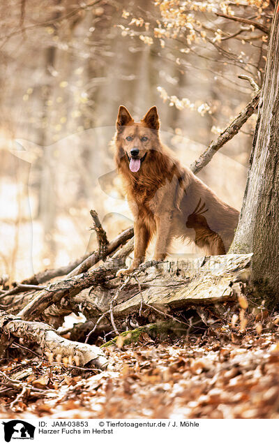 Harzer Fuchs im Herbst / Harzer Fuchs in autumn / JAM-03853