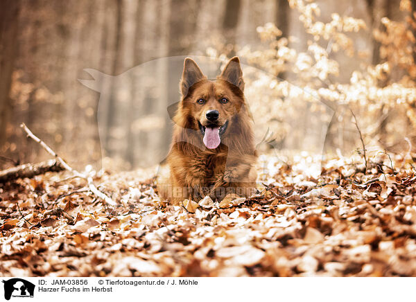 Harzer Fuchs im Herbst / JAM-03856