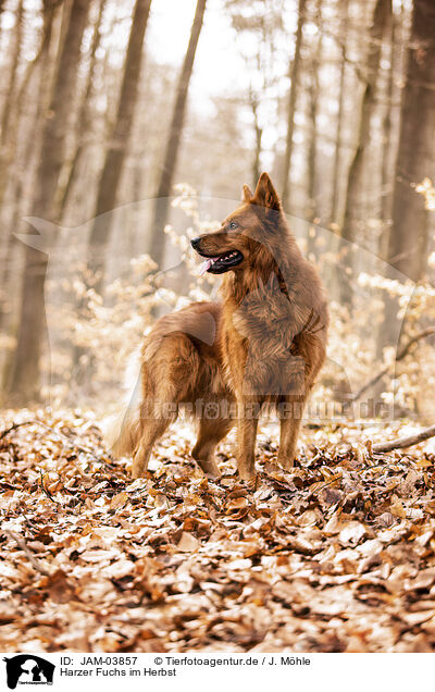 Harzer Fuchs im Herbst / JAM-03857