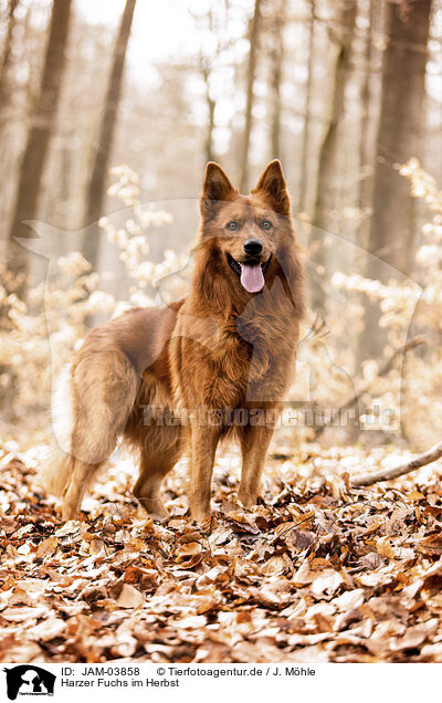 Harzer Fuchs im Herbst / JAM-03858
