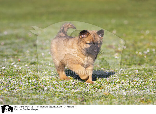 Harzer Fuchs Welpe / Harz Fox Puppy / JEG-02442