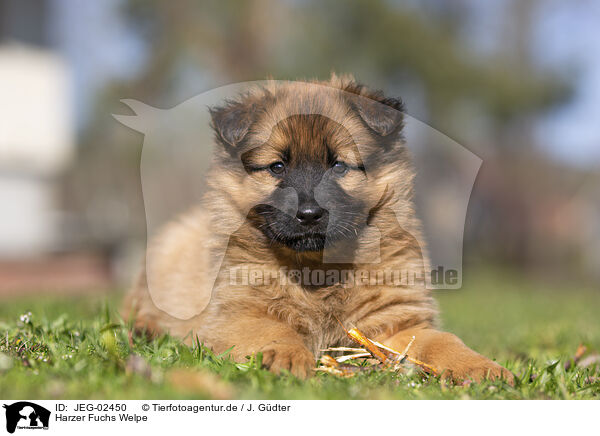 Harzer Fuchs Welpe / Harz Fox Puppy / JEG-02450