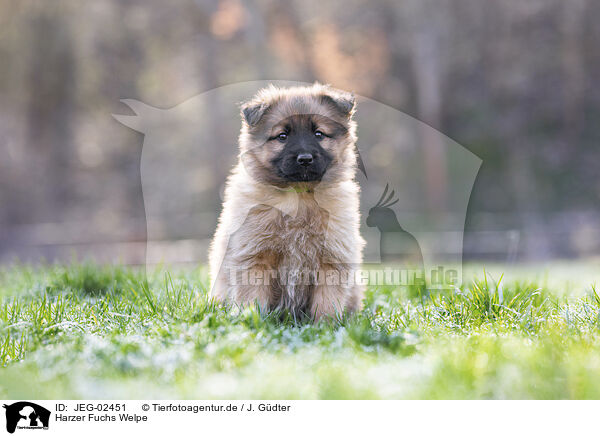 Harzer Fuchs Welpe / Harz Fox Puppy / JEG-02451