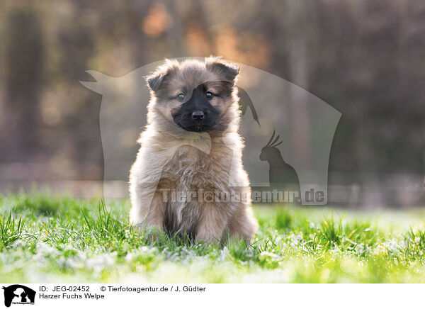 Harzer Fuchs Welpe / Harz Fox Puppy / JEG-02452